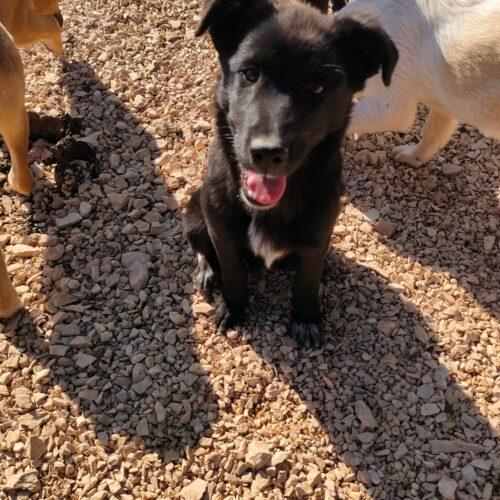 Clara - 4 Mesi E Mezzo (Nata Indicativamente A Fine Agosto 2025)  Razza: Meticcio – Simil Lupoide  Taglia: Media Grande  